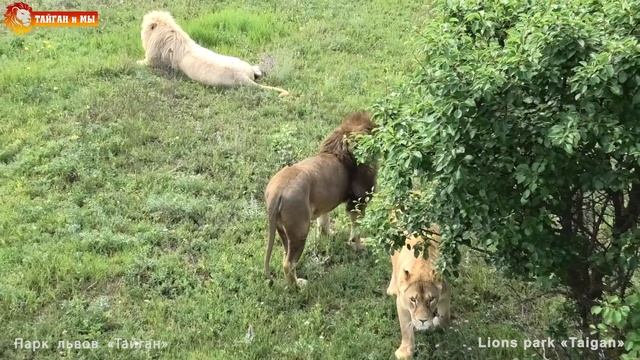 Спасибо всем нашим подписчикам! Продолжаем львиные хроники 2020.Тайган. Life Of Lions. Taigan