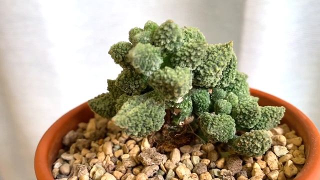 Адромискус марианны херрей грин (Adromischus marianiae herrei green) смотреть онлайн
