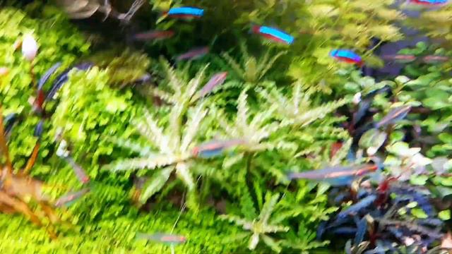 BİTKİLİ AKVARYUM 174.GÜN'ÜNDE смотреть онлайн