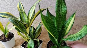 Сансевиерия Футура вариегатная. Солнечные мамочки и яркие детки.