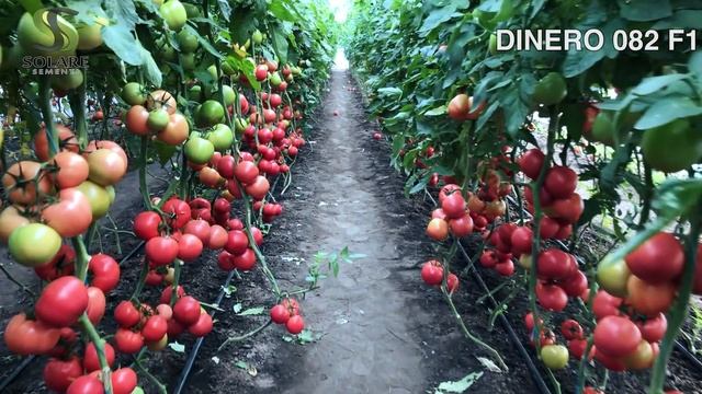DINERO 082 F1. НОВЫЙ РАННИЙ РОЗОВЫЙ ТОМАТ ДЛЯ ПЛЕНОЧНЫХ ТЕПЛИЦ.