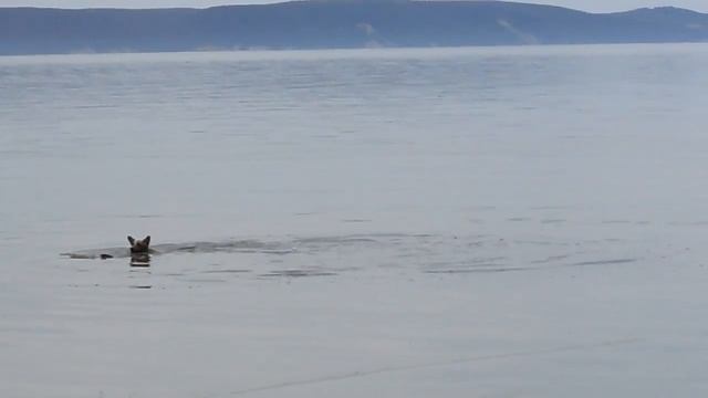 Ловля рыбы на собаку, собака самостоятельно ловит рыбу смотреть онлайн