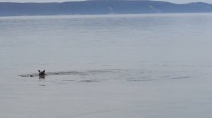 Ловля рыбы на собаку, собака самостоятельно ловит рыбу