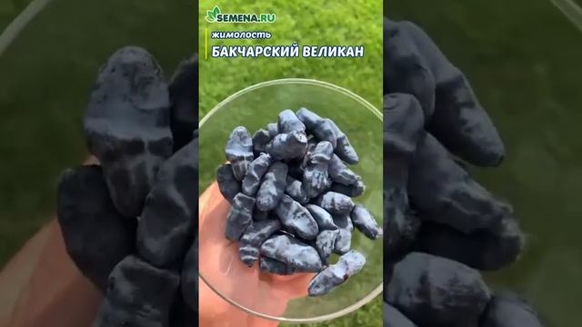 9 16 Жимолость Бакчарский великан 1080х1920 смотреть онлайн