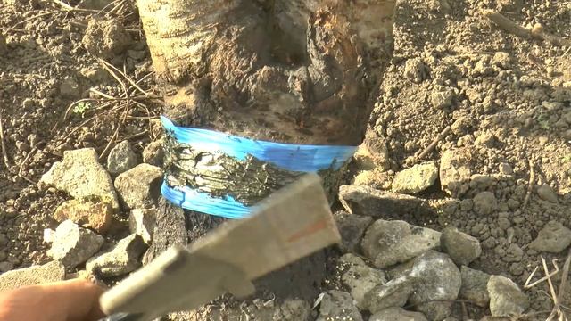 Ловчий ПОЯС от муравьев. Как защитить дерево от МУРАВЬЕВ - копеечный способ. смотреть онлайн