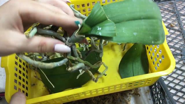 Групповая посадка некрасивых орхидей 🤓🤷🏼♀️😉 смотреть онлайн