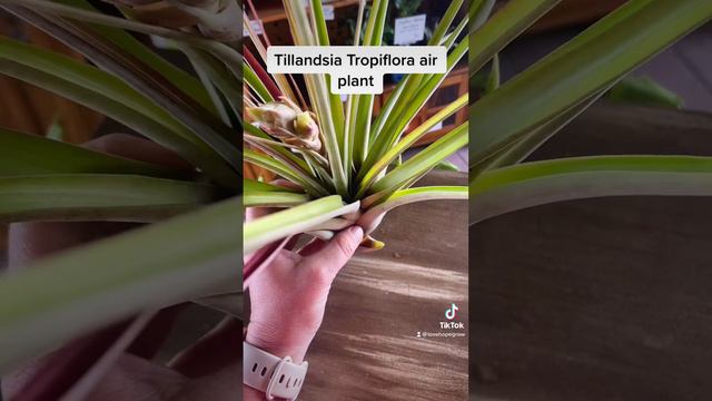 Air Plant! No dirt! Care and tips Tillandsia Tropiflora смотреть онлайн