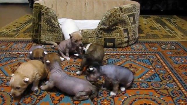Щенки. первые шаги: Банда смотреть онлайн