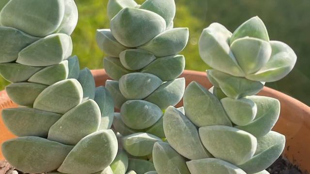 SILIPIN NATIN ANG AKING MGA SUCCULENTS // GUMANDA BA O PUMANGIT SA COLD WEATHER смотреть онлайн
