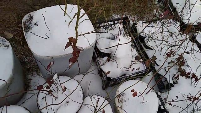 Саженцы голубики зимой ч-2