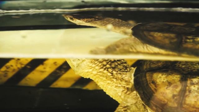 WHAT IF CAYMAN TURTLE SEES A LARGE FAT CHICKEN? RIPPED! смотреть онлайн