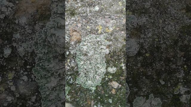 SIMBIOSIS... 🌿🍄 смотреть онлайн