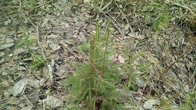 Прогулка у речки, природа оживёт. смотреть онлайн