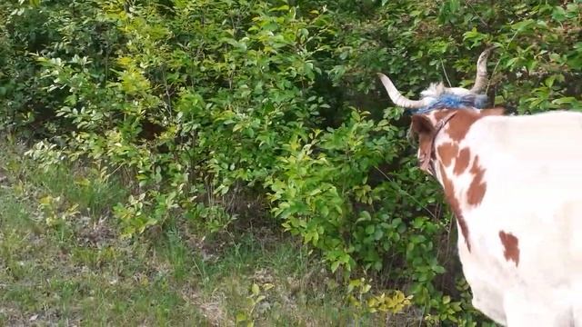 Творческий Гений