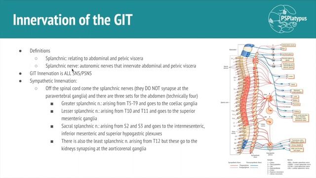 Autonomics of the GIT смотреть онлайн
