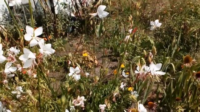 Роза Индиголетта в августе. Повторное цветение,с. Гавриловка. Гаура,гибискус сирийский. #мойсад201 смотреть онлайн