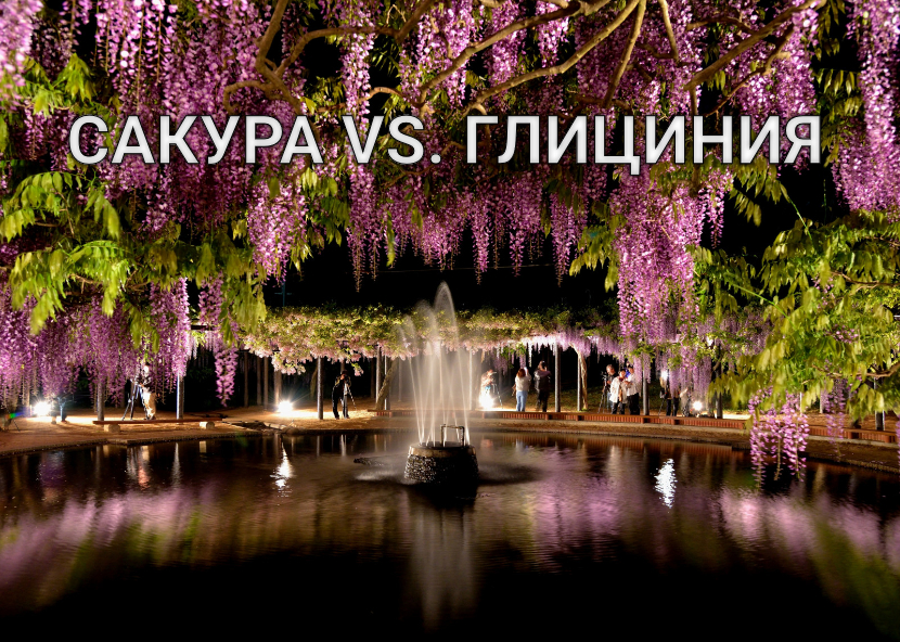 ♫ САКУРА VS. ГЛИЦИНИЯ !!! ДВА СТИЛЯ В ОДНОМ ФЛАКОНЕ !!!.mp4 смотреть онлайн