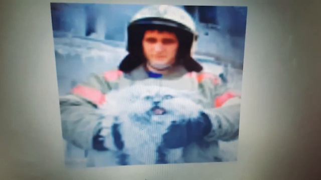 Без кота и жизнь не та. смотреть онлайн