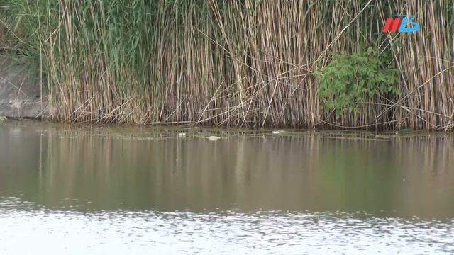 Водолазы проверили дно пруда Соленый в Кировском районе Волгограда смотреть онлайн