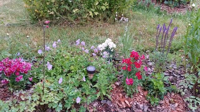 Моя рабатка. Многолетники и львиный зев смотреть онлайн