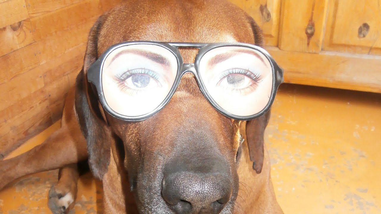 Жизнь собачья - Вот так поет наша собака смотреть онлайн