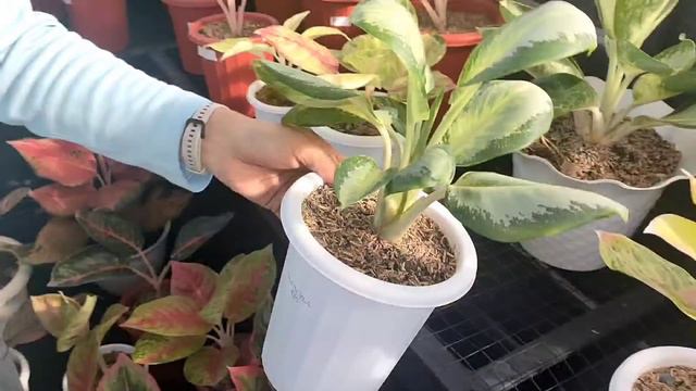 PUAS BELANJA DISINI PILIHANNYA BANYAK,, TEMPAT NYA COZY..... BUKTIIN KLO BUKAN HOAX ‼️ смотреть онлайн