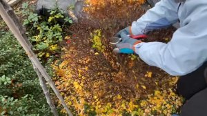 Как омолодить барбарис. ОБРЕЗКА барбариса тунберга. Зачем? Когда? Как?