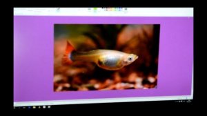 Как определить пол ? ГУППИ.