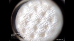 Карманный мини-микроскоп 60х. Рассматриваем детали | #Обзор