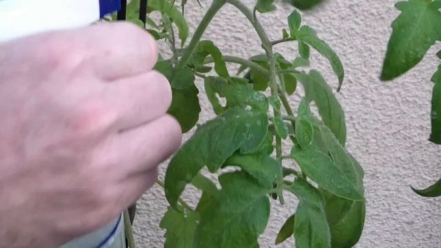 How To Kill Tomato Worms Naturally смотреть онлайн