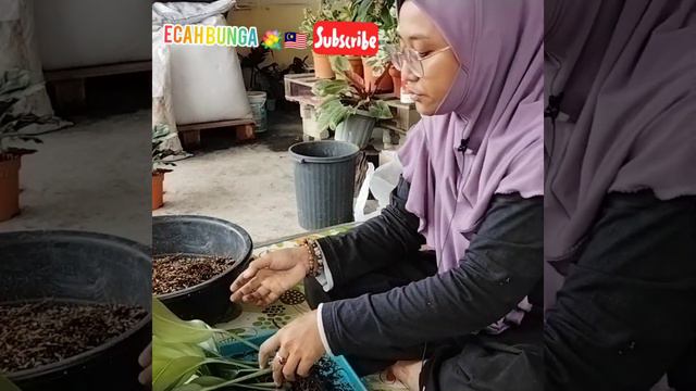 cara-cara memperbanyakkan pokok yang ada akar angin смотреть онлайн