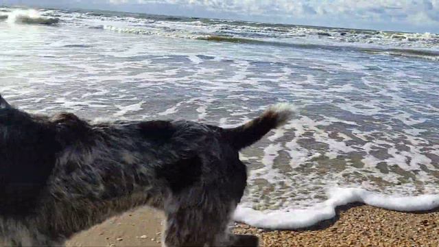 Drahthaar Pointer, Schwarzes Meer , Recall dog training obedience смотреть онлайн