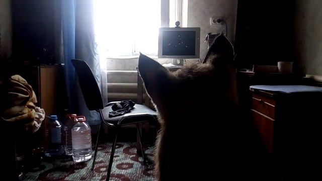 Рысь Клеопатра смотрит автопередачу Жорика Ревазова смотреть онлайн