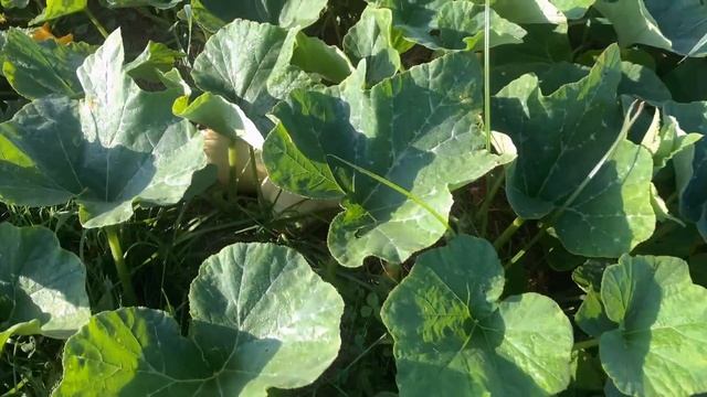 Fall Field Update - Potato Harvest Begins! смотреть онлайн