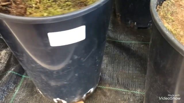 Цветы в Оби. Садовые цветы ещё в продаже. смотреть онлайн