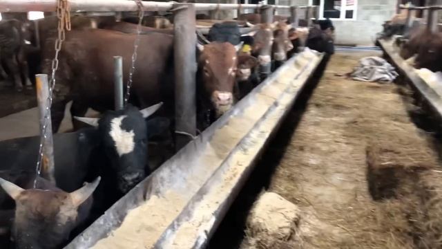 Как Перейти на Интенсивный Откорм￼￼