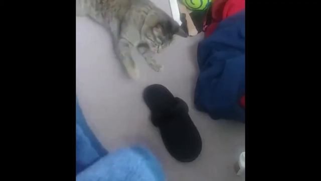 Я ЧАС СМЕЯЛАСЬ Будете плакать от смеха Приколы с собачками - Сочные приколы (2019) МатроскинТВ смотреть онлайн
