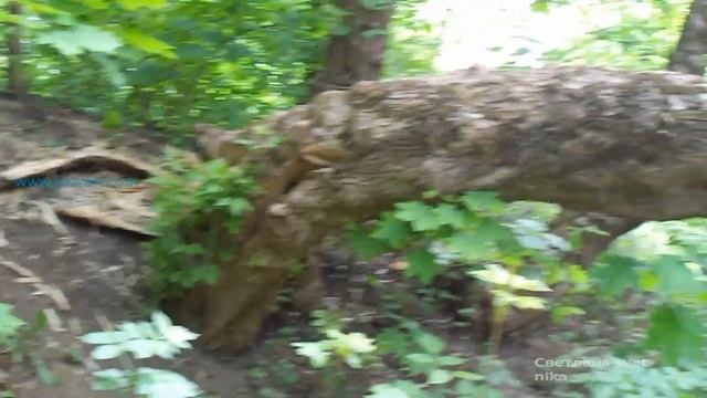 Львів. Сказка леса НЕ ешьте - Не земляника Кто Потерял? смотреть онлайн