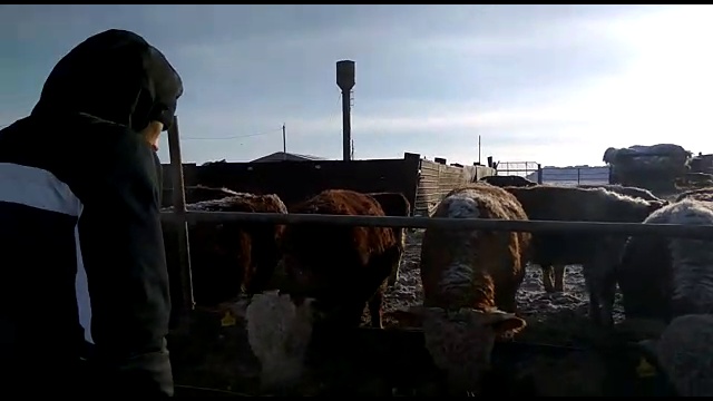 Продажа КРС породы Герефорд по России и СНГ смотреть онлайн