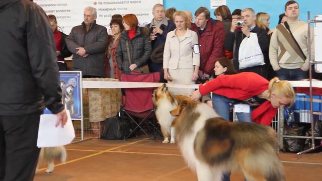 CACIB в Минске. 01.03.15 г. Класс кобелей-чемпионов смотреть онлайн