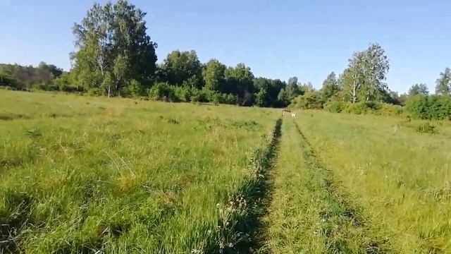 Вкусная трава и приправа Тмин, солить капусту, грибы. смотреть онлайн
