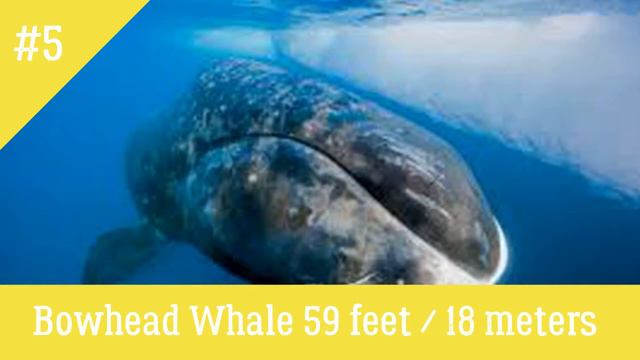 The 10 Largest Whale Species on the Planet смотреть онлайн