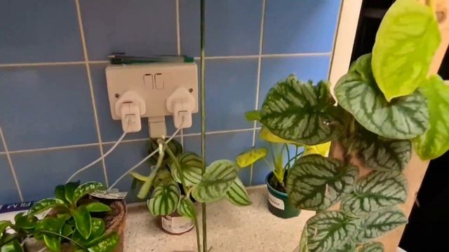 Monstera Dubia cutting propagation- Rubys plants смотреть онлайн