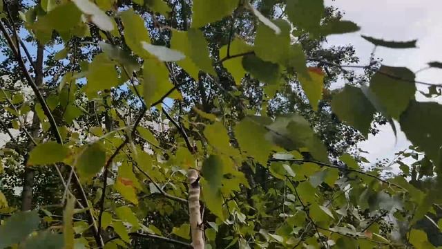 Жадность погубила березу. Урок про жадность смотреть онлайн