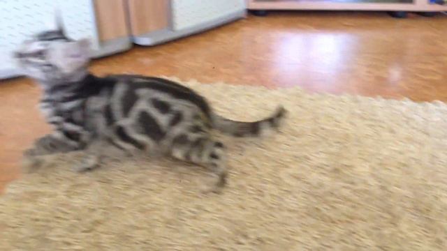 Silver bengal male for sale смотреть онлайн