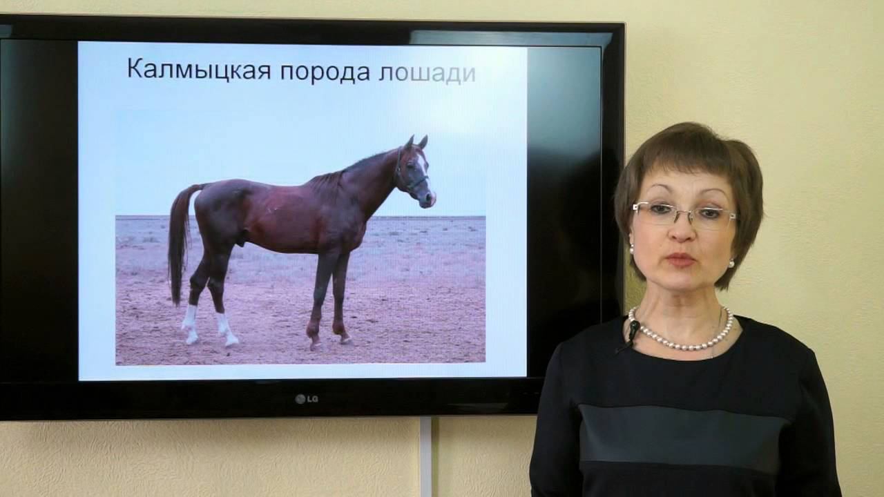 Козина Е.А. Животноводство России смотреть онлайн
