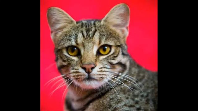 Сафари кошка смотреть онлайн