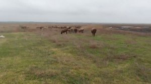 Разведение овец| Мясная порода овец| Кормление и содержание овец в домашних условиях.