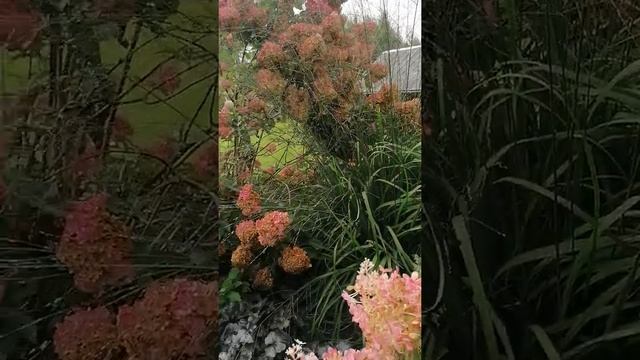 Niedru Molīnija Molinia Arundinacea 'Transparent'