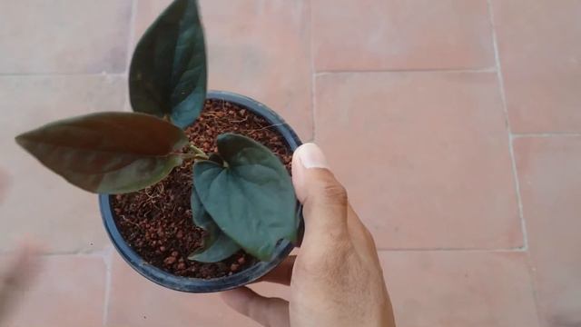 || SYNGONIUM ERYTHROPHYLLUM ||